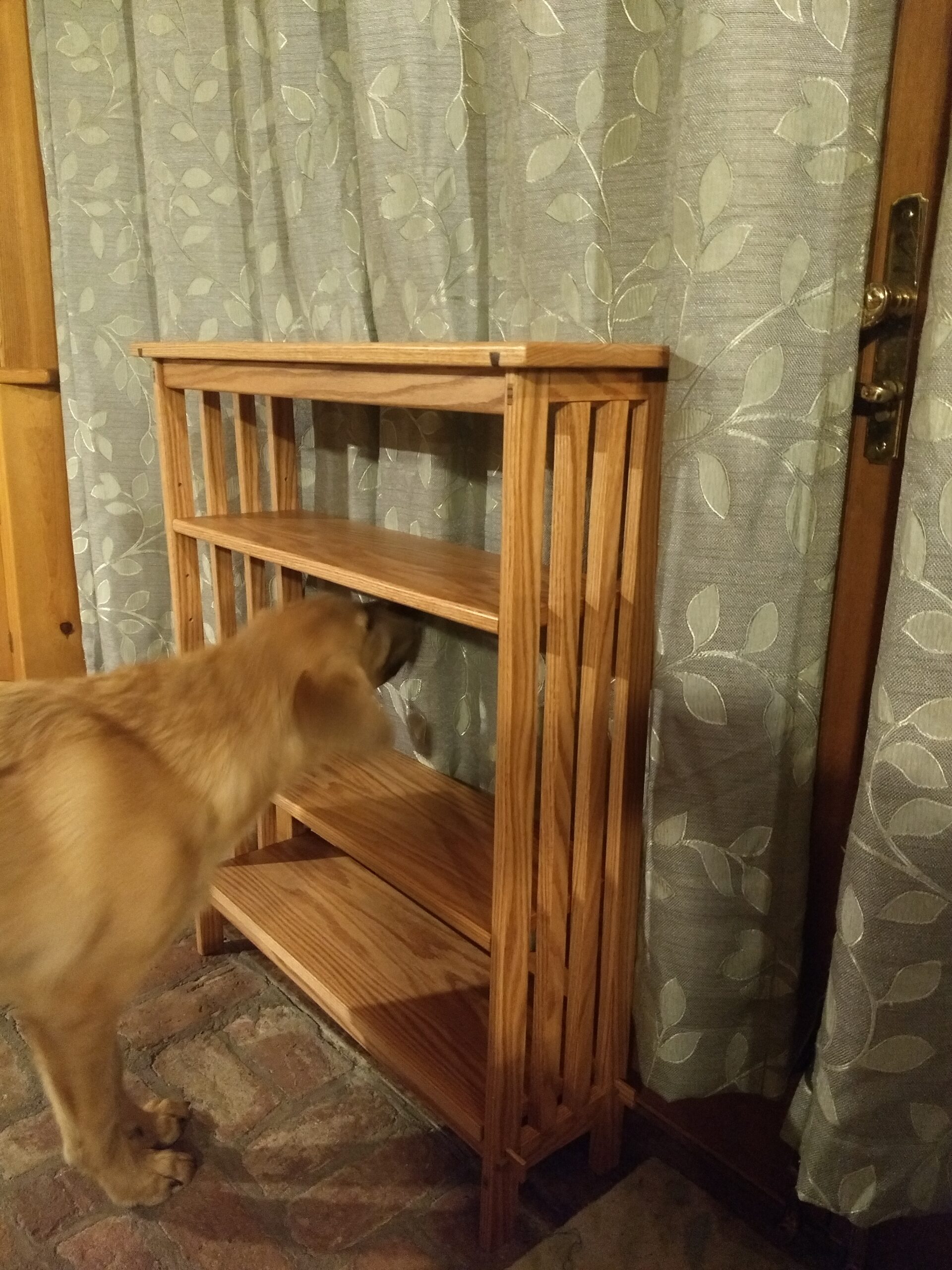 A dog examining a bookcase