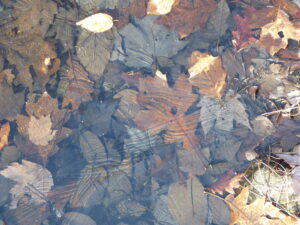 Leaves under water