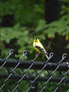 A goldfinch on a metal fence