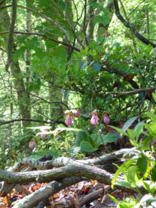 Lady slipper flowers in a forest