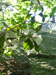 Mountain laurel in a forest