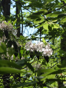 Mountain Laurel in a forest