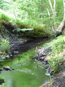 A steam by a trail