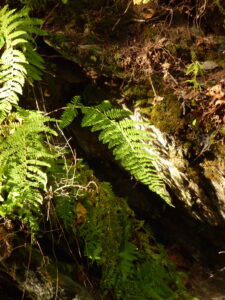 Ferns on a forest floor