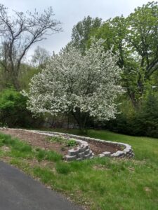 A blossoming apple tree above a terraced garden