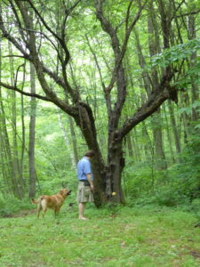 A dying apple tree, a man, and a dog